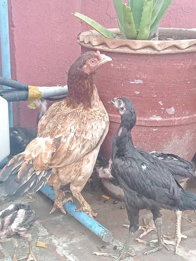 Thai Chicks
