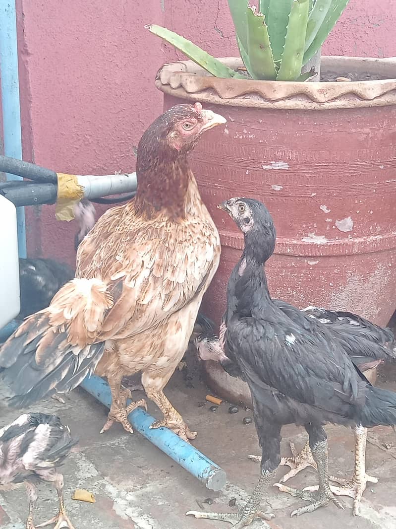 Thai Chicks 0