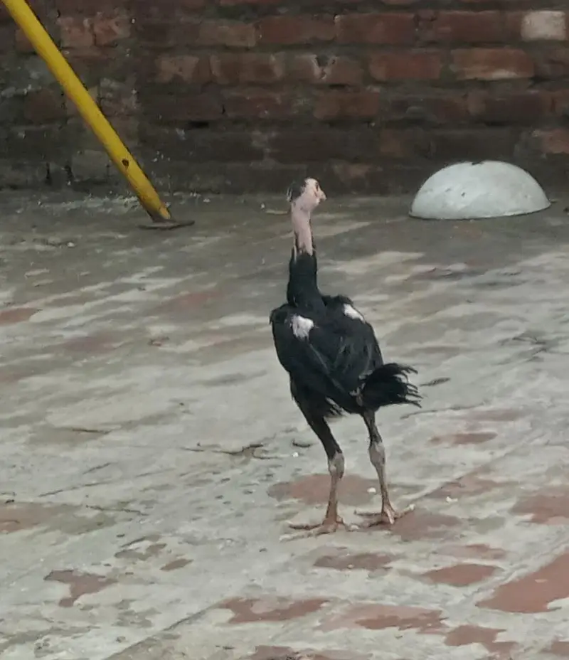 Thai Chicks — photo 2