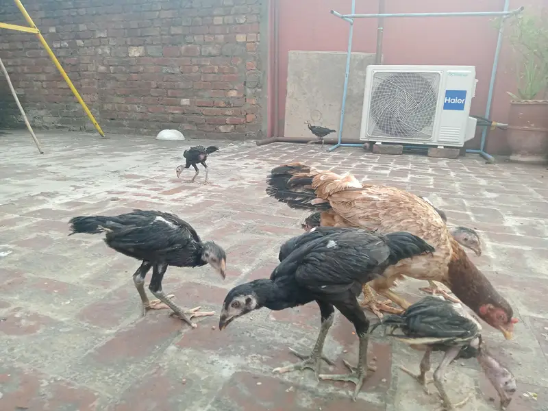 Thai Chicks — photo 3
