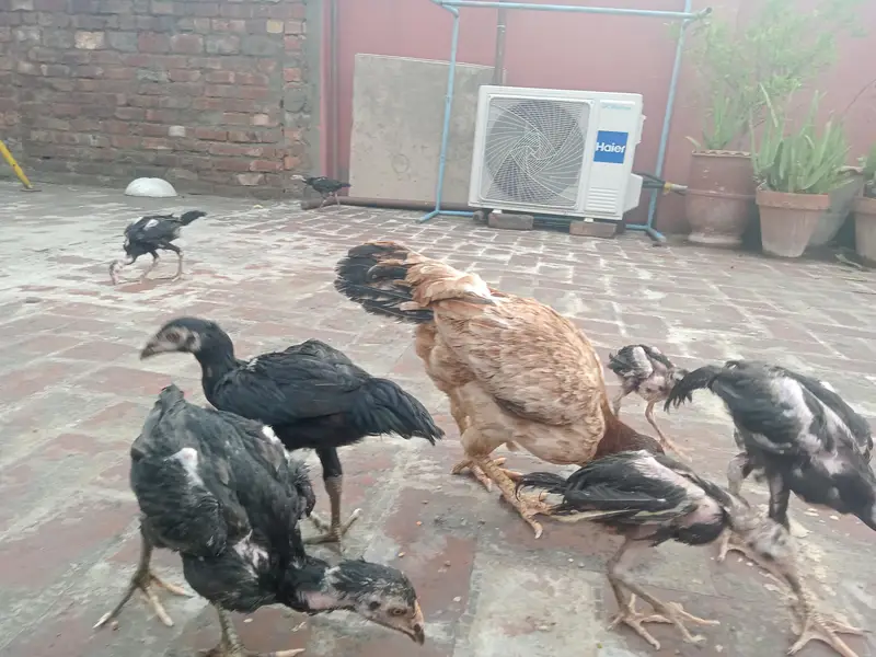 Thai Chicks — photo 5