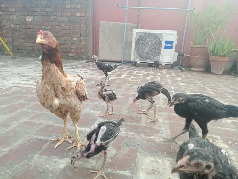 Thai Chicks — photo 6