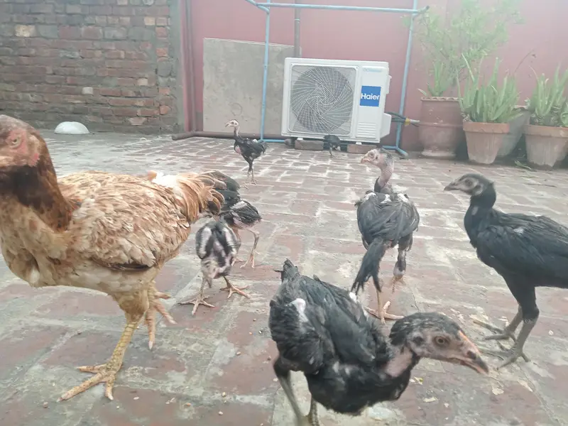 Thai Chicks — photo 7
