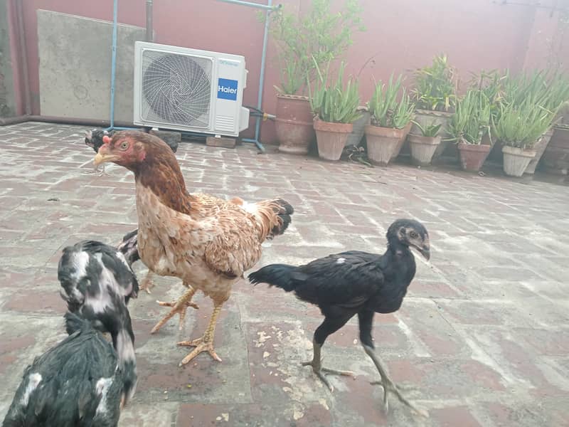 Thai Chicks 7