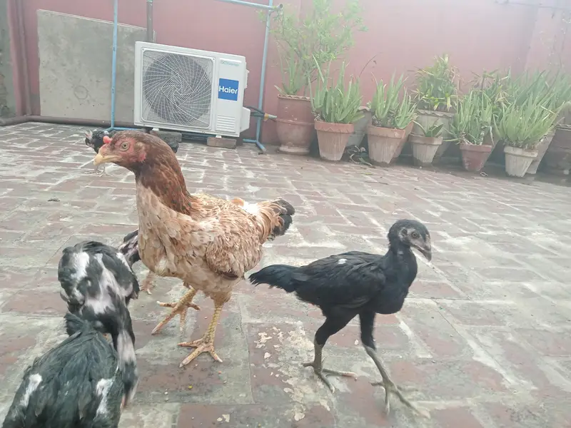 Thai Chicks — photo 8
