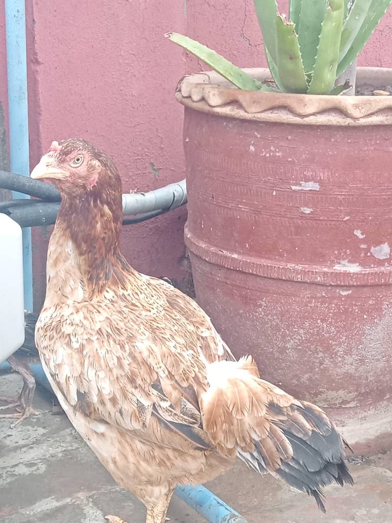 Thai Chicks 8