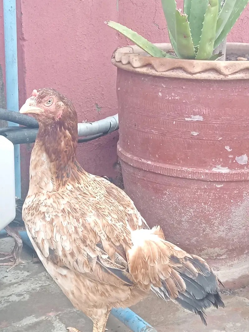 Thai Chicks — photo 9