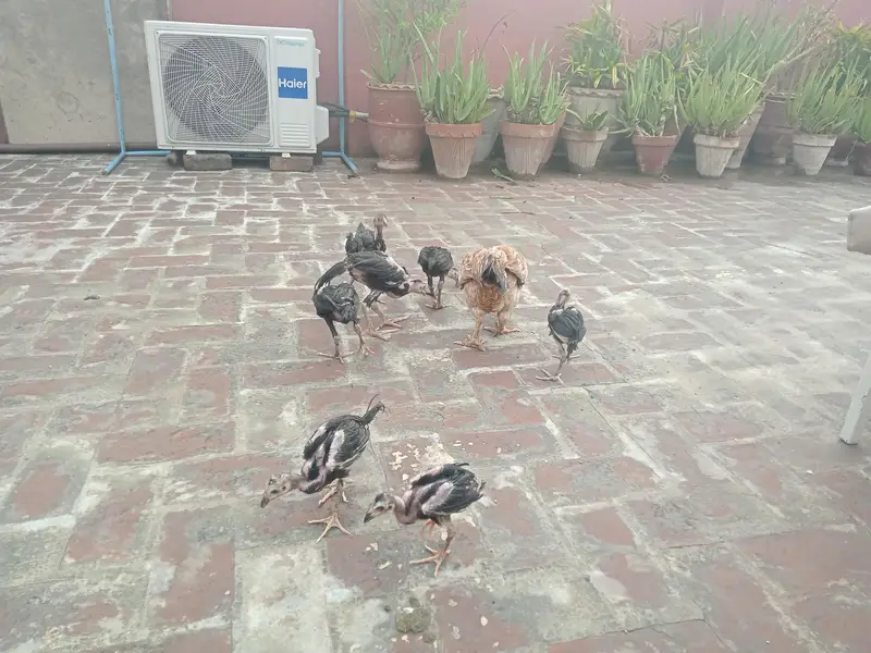 Thai Chicks — photo 10