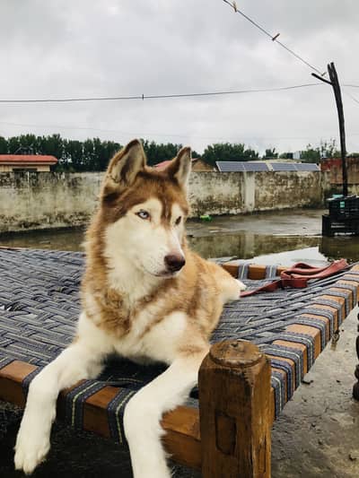 Brown odd eye  husky for sale