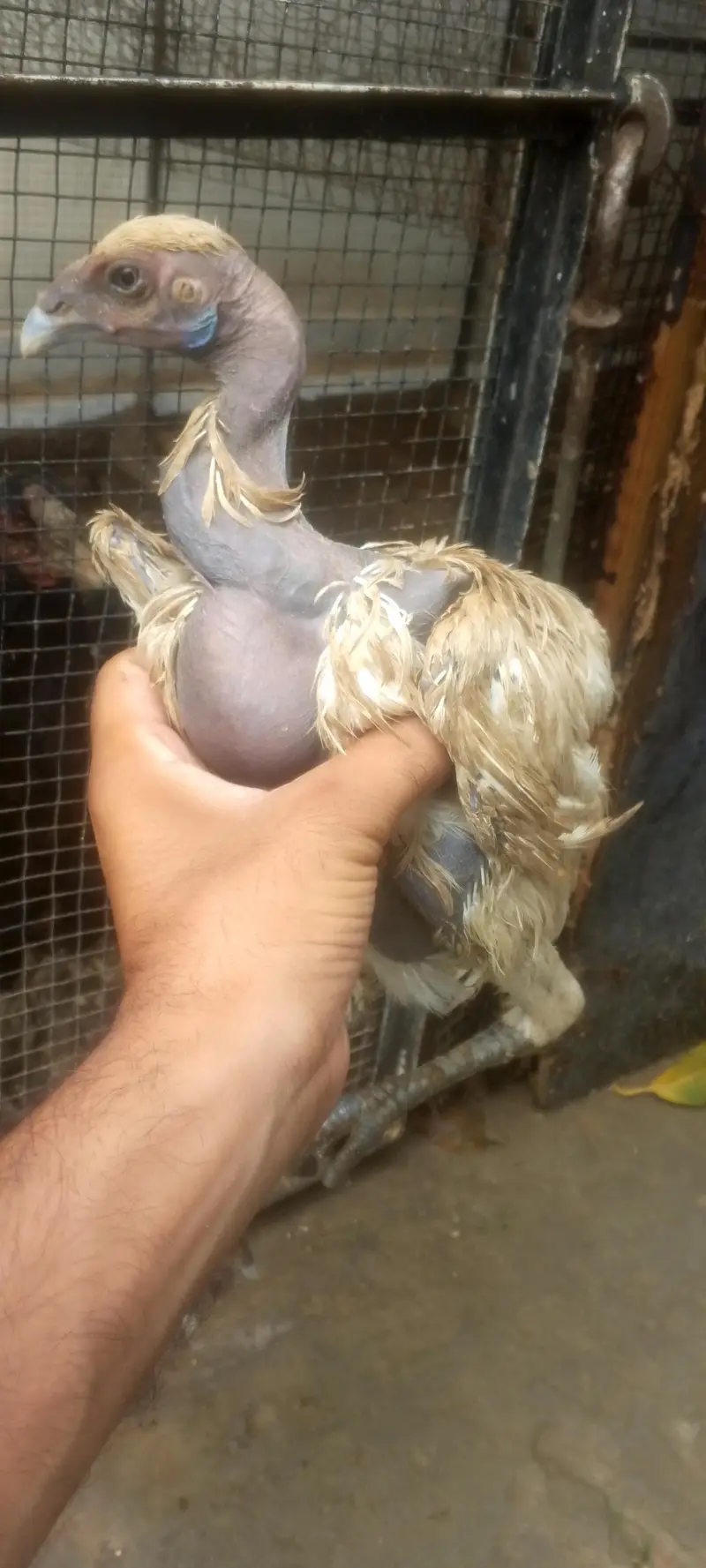 white dragon chiks — photo 2