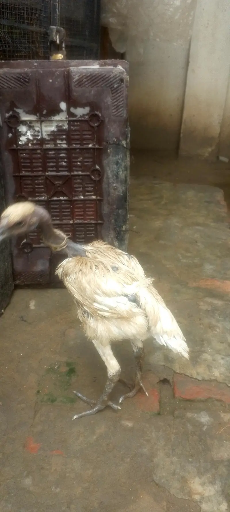 white dragon chiks — photo 4