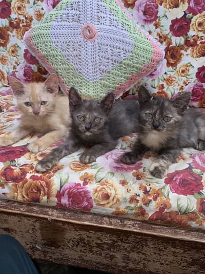 Playful & Active Semi Punch Persian Kittens - Trimmed Coat