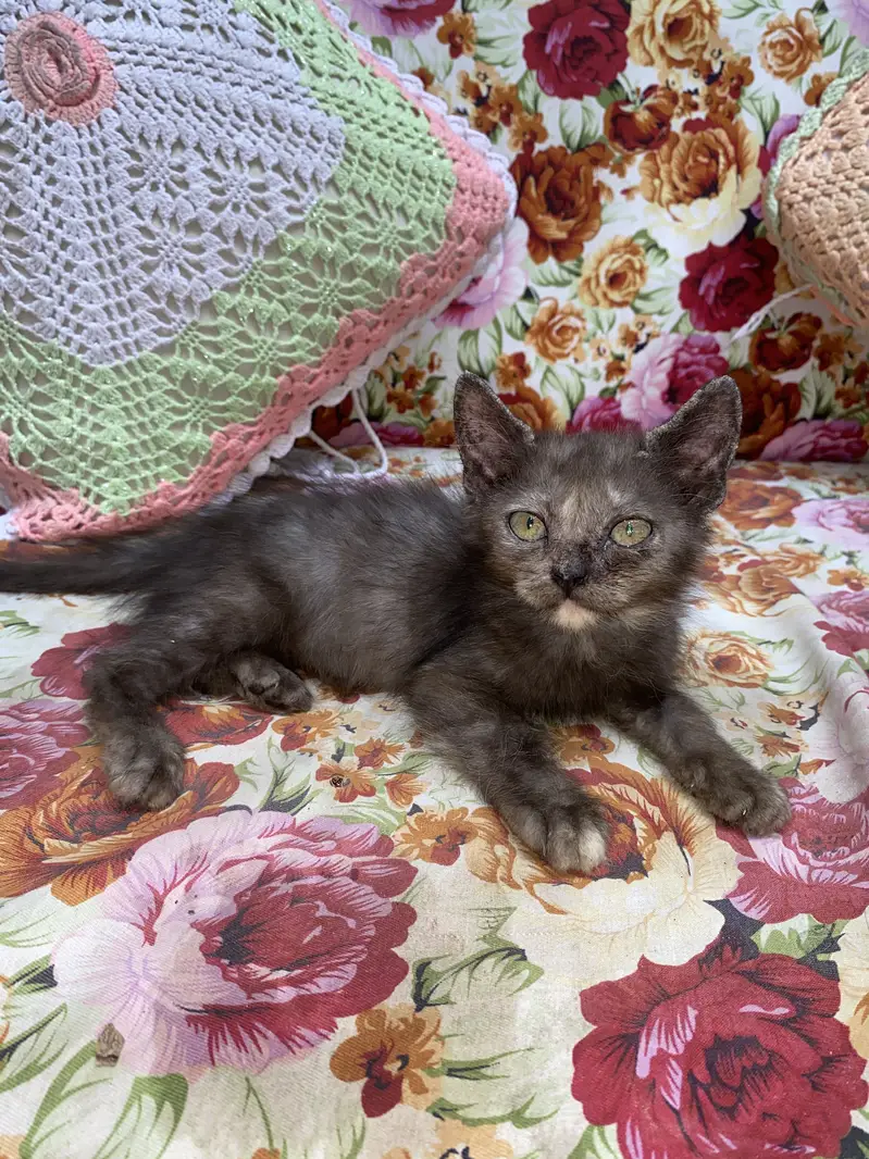 Playful & Active Semi Punch Persian Kittens - Trimmed Coat — photo 2