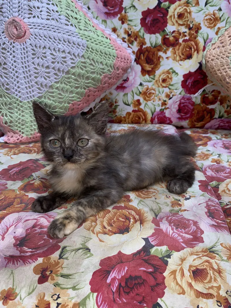 Playful & Active Semi Punch Persian Kittens - Trimmed Coat — photo 3