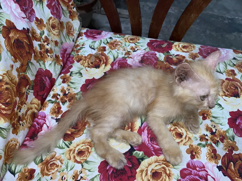 Playful & Active Semi Punch Persian Kittens - Trimmed Coat — photo 4