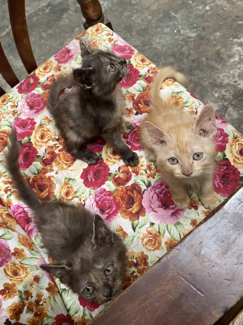 Playful & Active Semi Punch Persian Kittens - Trimmed Coat — photo 5