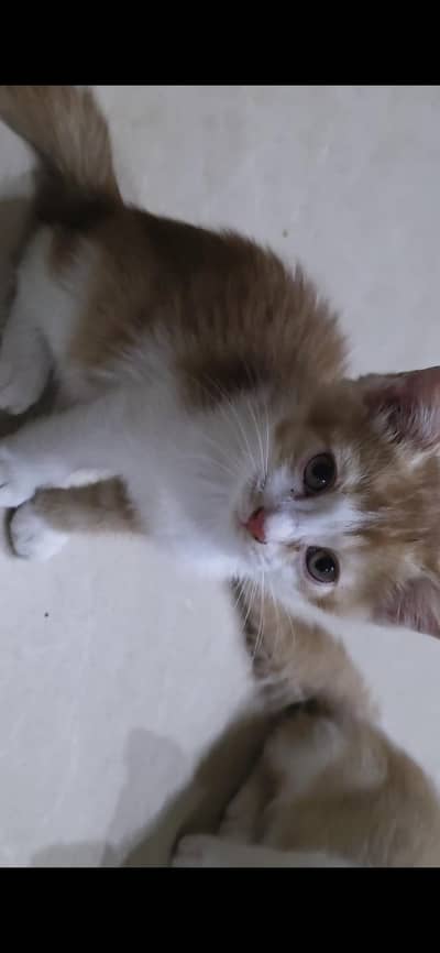 cat for sale