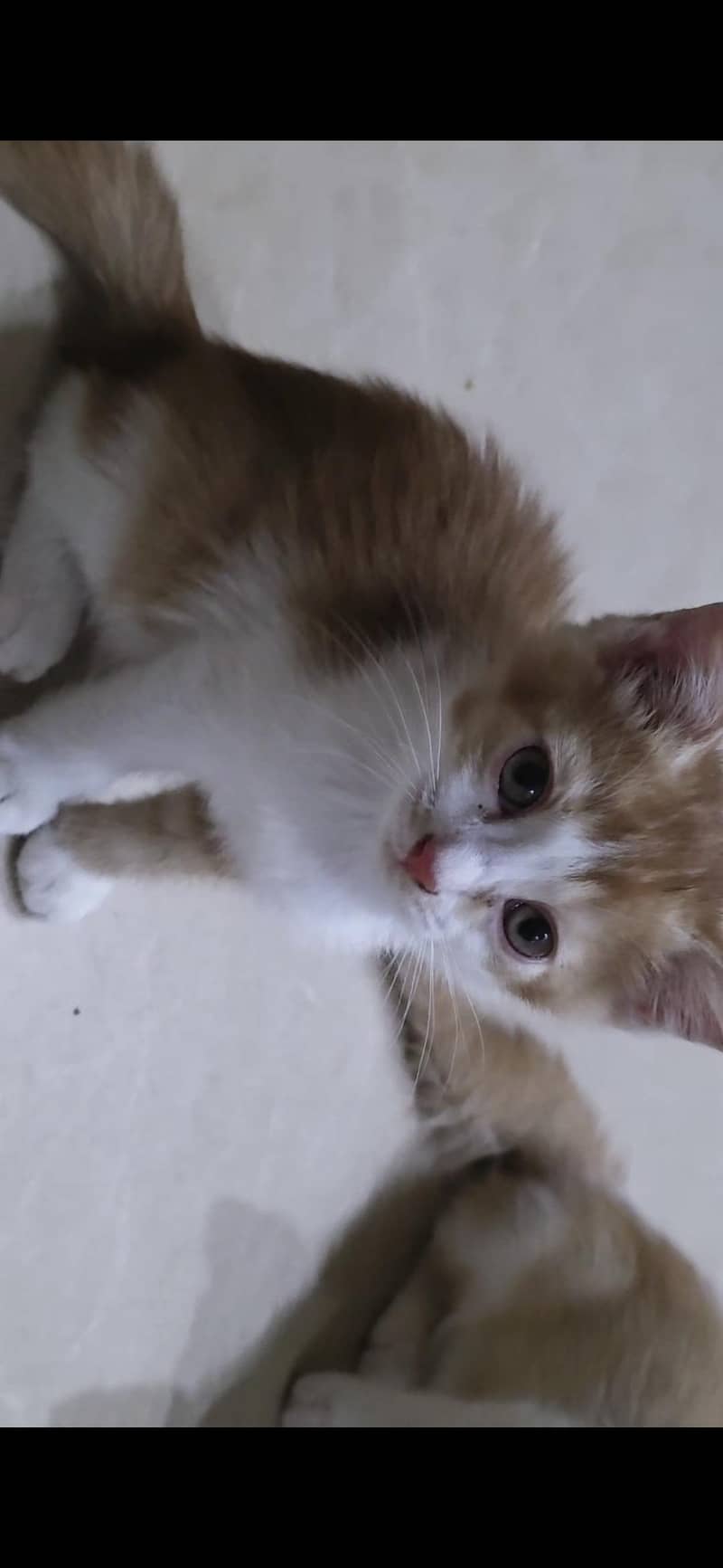 cat for sale 0