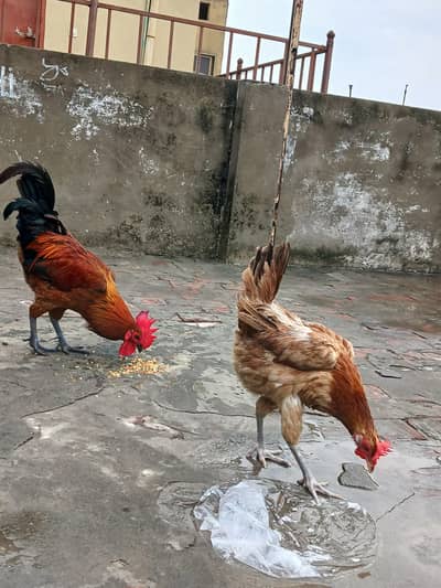 desi murga ur murgi