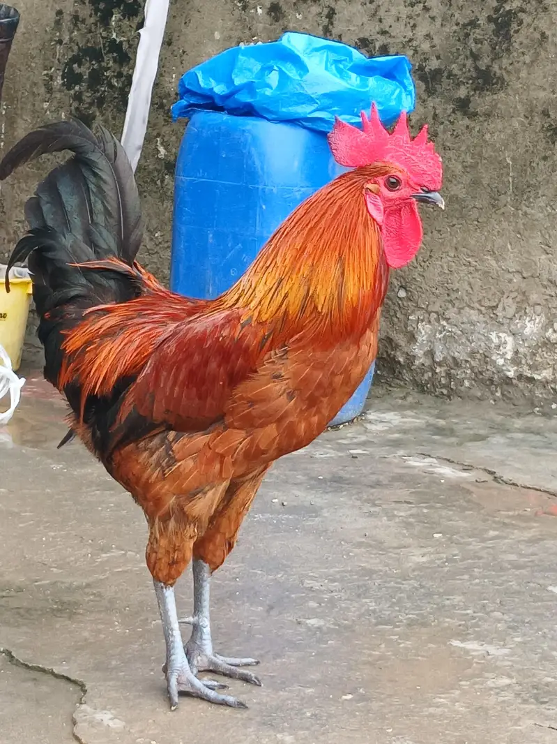 desi murga ur murgi — photo 2