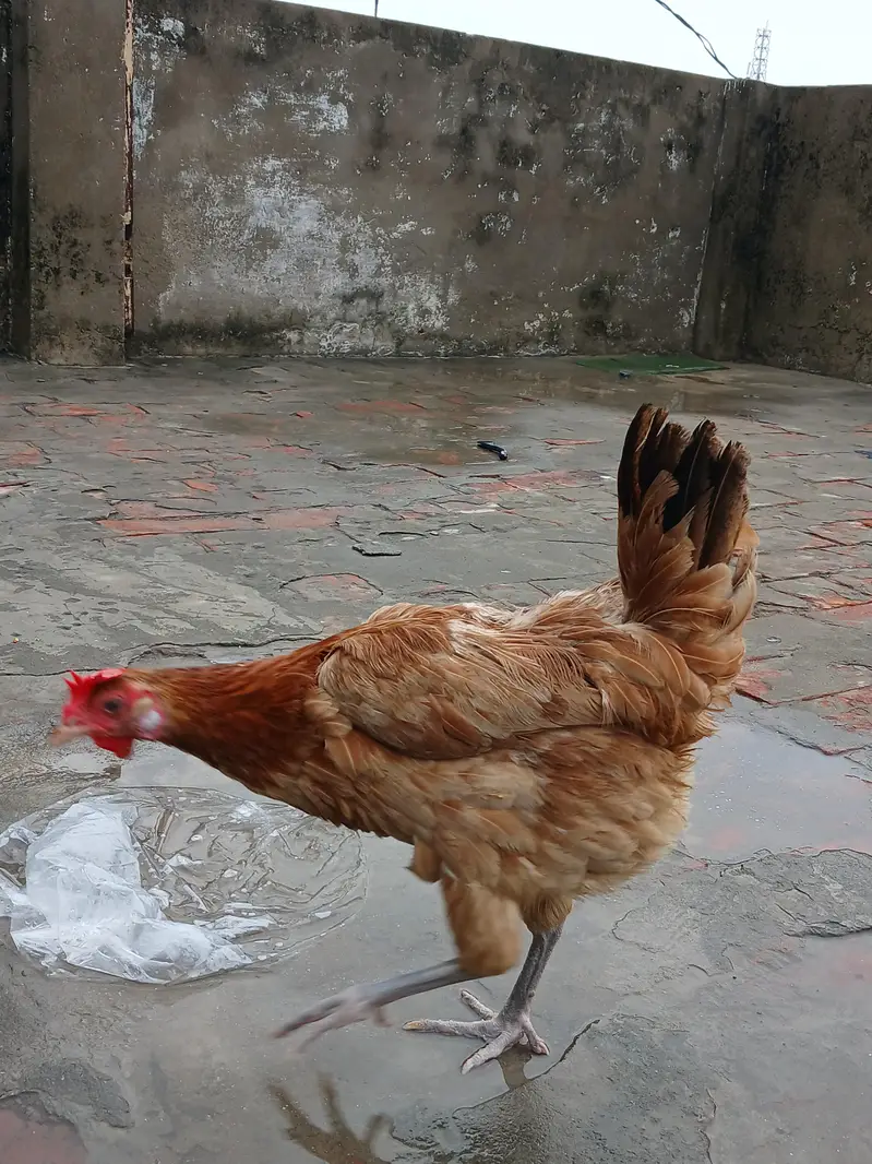 desi murga ur murgi — photo 3