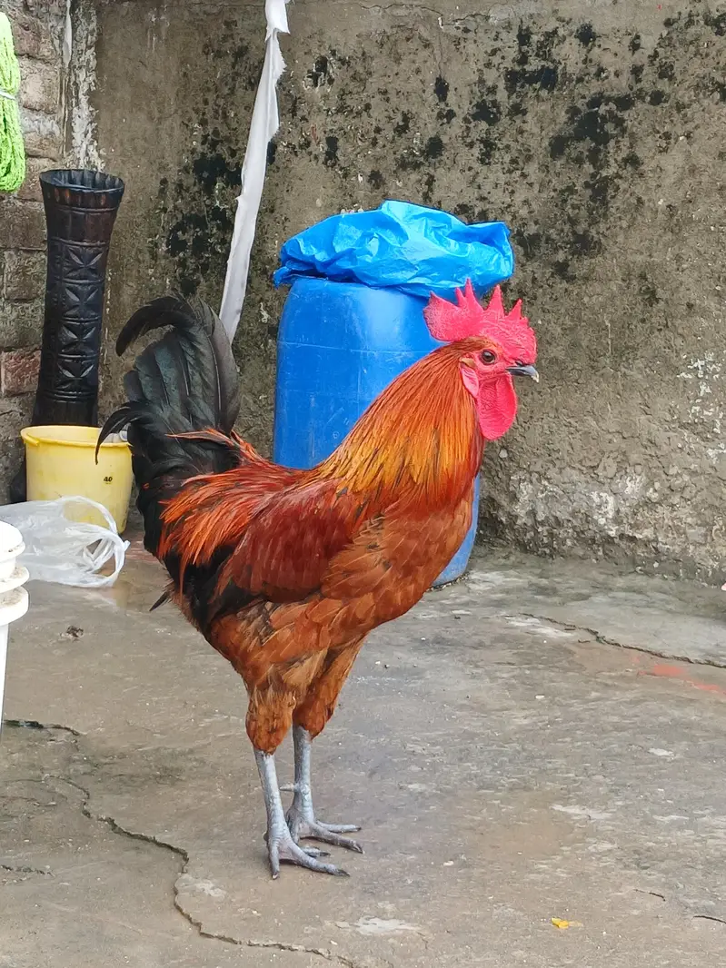 desi murga ur murgi — photo 4