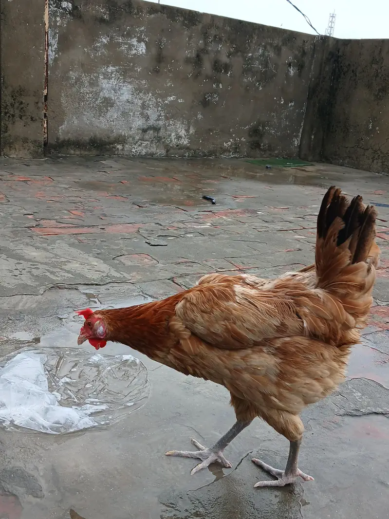desi murga ur murgi — photo 5