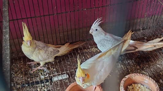 Cockatiels