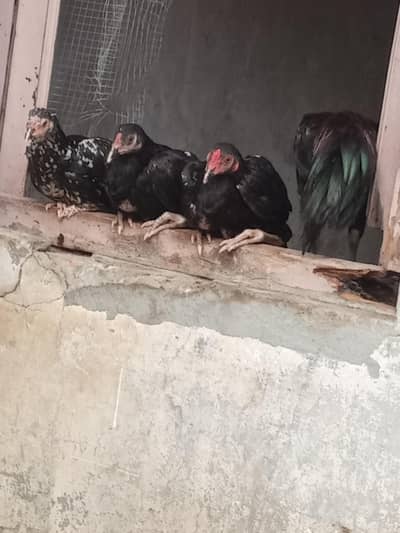 desi hens