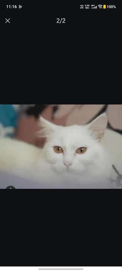 pet for sale