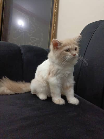 ​ 4-Month-Old Male Kitten – Leo Looking for a New Home