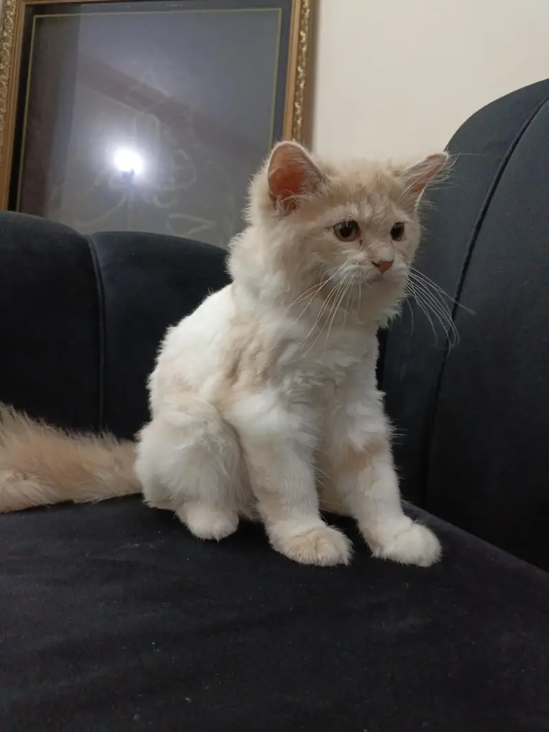 ​ 4-Month-Old Male Kitten – Leo Looking for a New Home — photo 2