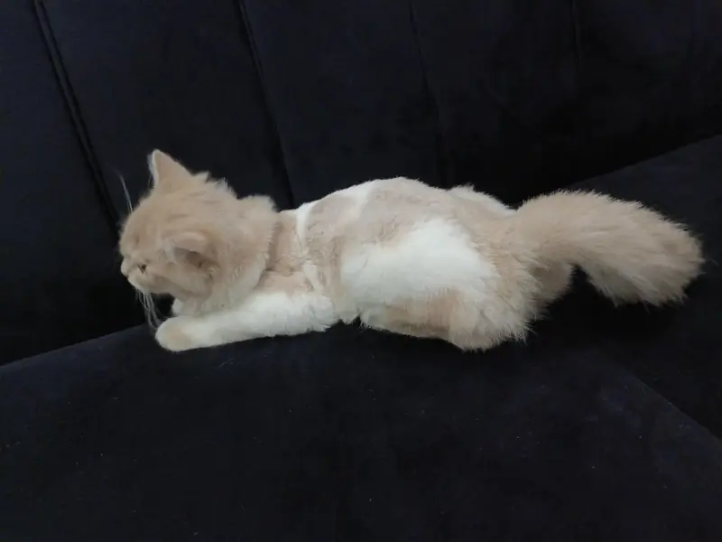​ 4-Month-Old Male Kitten – Leo Looking for a New Home — photo 3