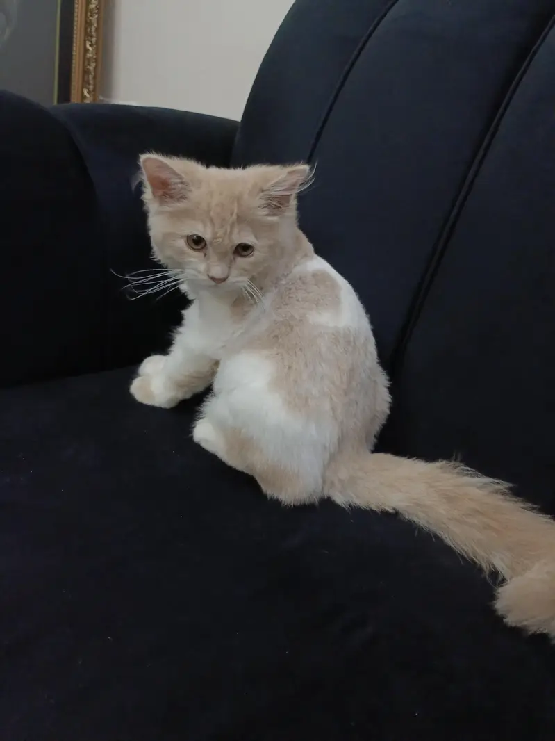 ​ 4-Month-Old Male Kitten – Leo Looking for a New Home — photo 4