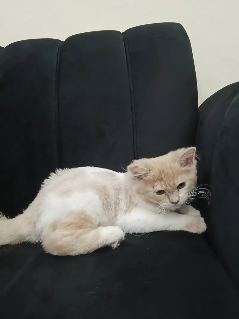 ​ 4-Month-Old Male Kitten – Leo Looking for a New Home — photo 5
