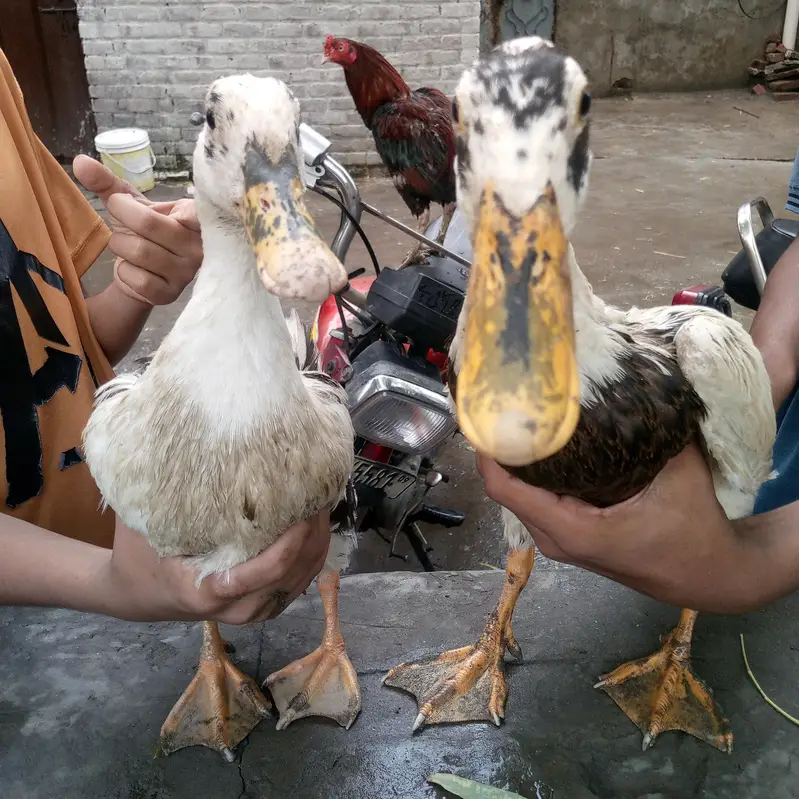 Ducks for sell , beautiful pair