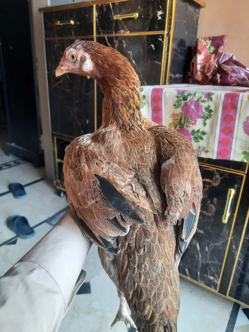all okay ha koi masla nahi ha — photo 3