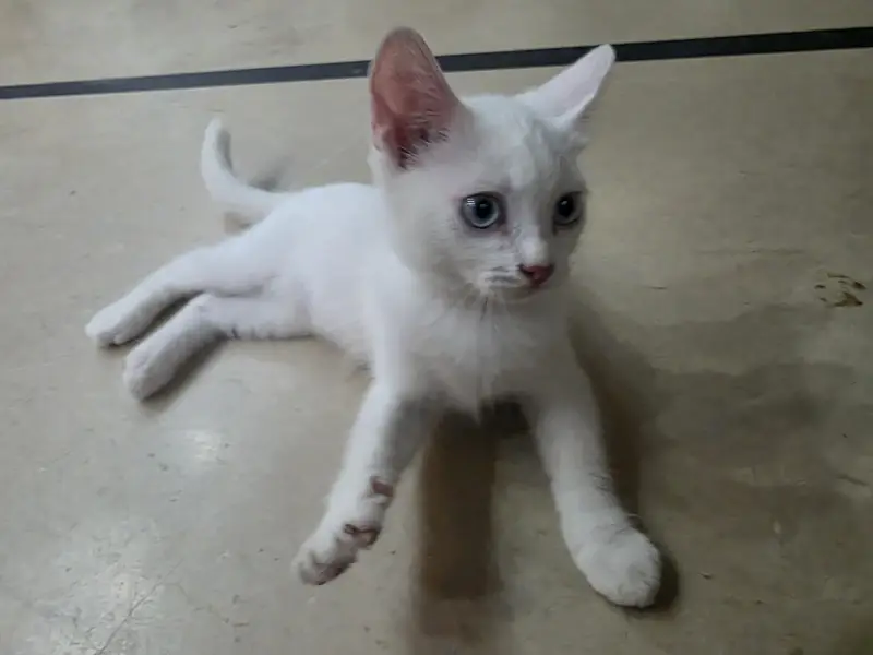 cat for sale — photo 2