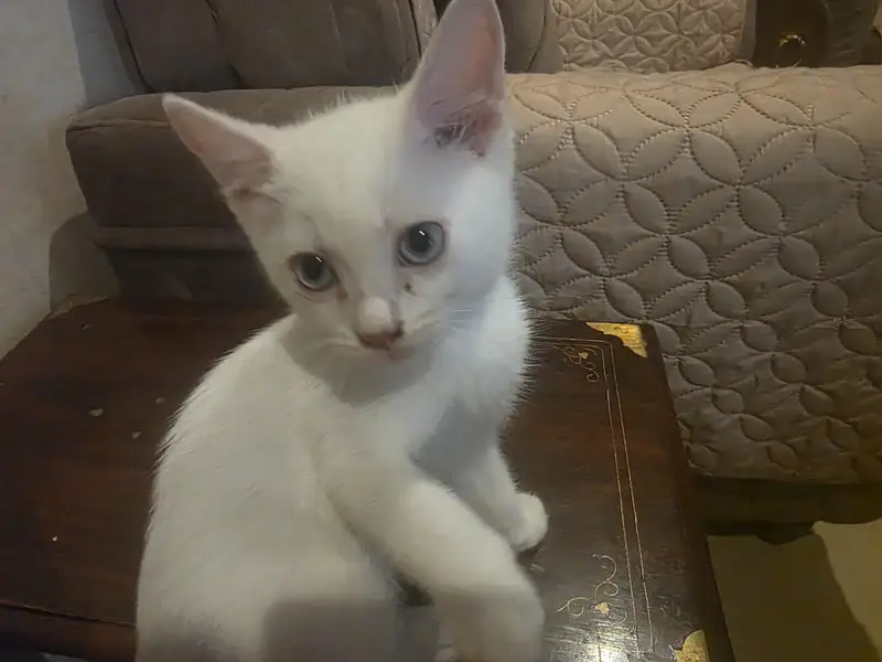 cat for sale — photo 3