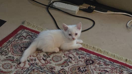 cat for sale