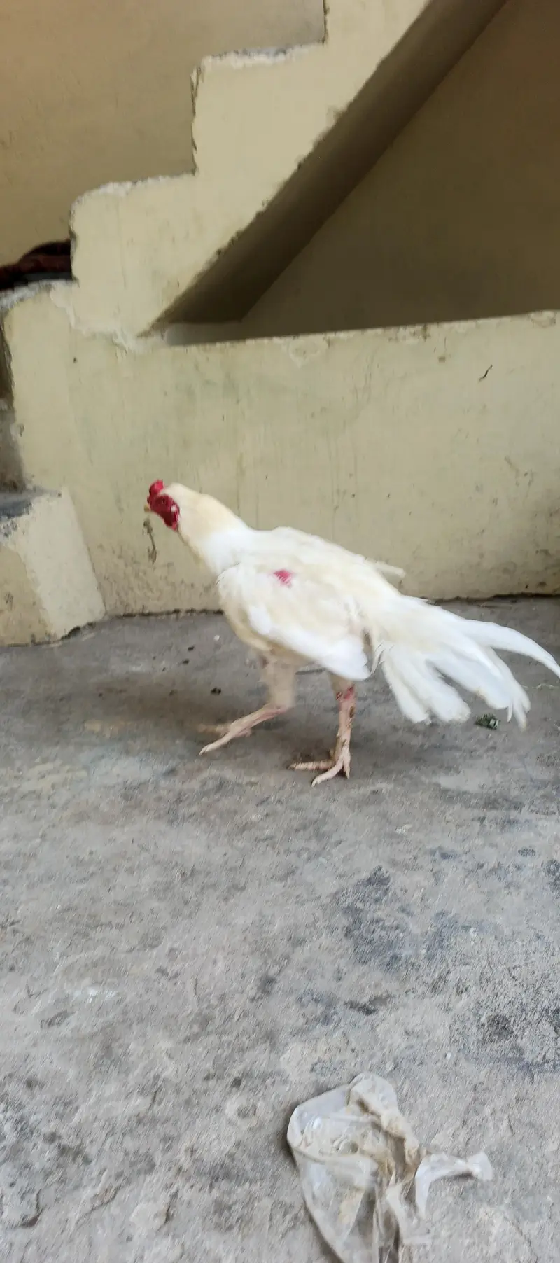 aseel Hera — photo 2