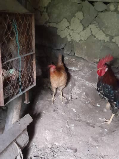 golden hen