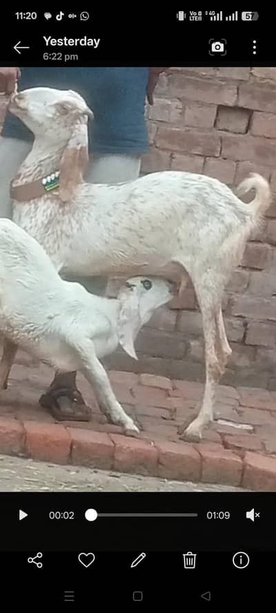 makhi chini bakri Sath male bacha