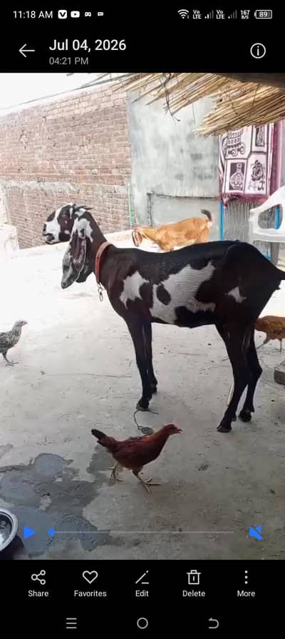 Nageri betal goats
