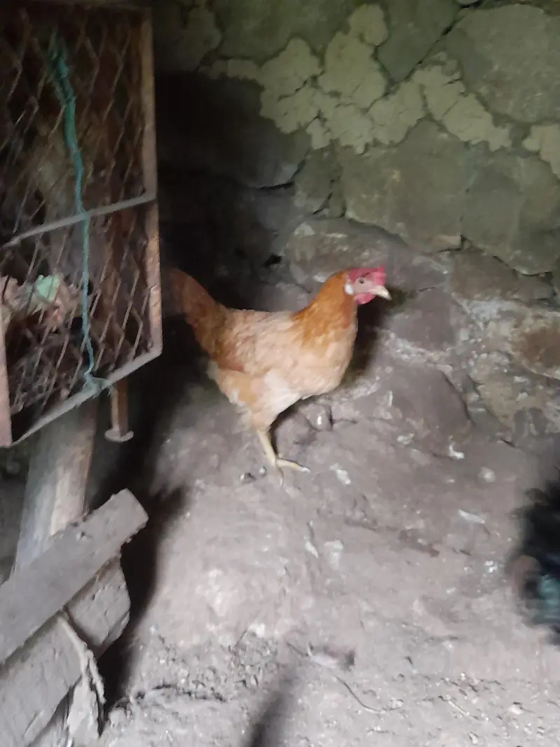 golden hen — photo 2