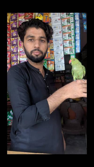 parrot 