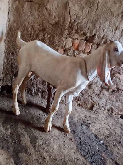 Pur Gulabi Bakra Urgent For Sale Call _03216781933