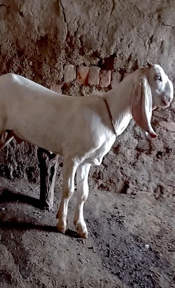 Pur Gulabi Bakra Urgent For Sale Call _03216781933 — photo 2