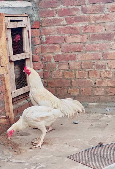 Aseel hera /breader pair /male / female/ /murga/murgi /high quality