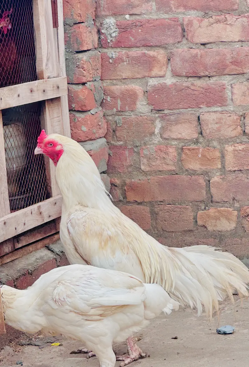 Aseel hera /breader pair /male / female/ /murga/murgi /high quality — photo 2